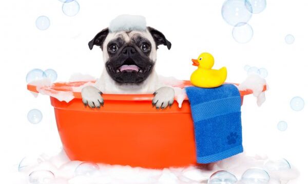 DOG BATHTUB